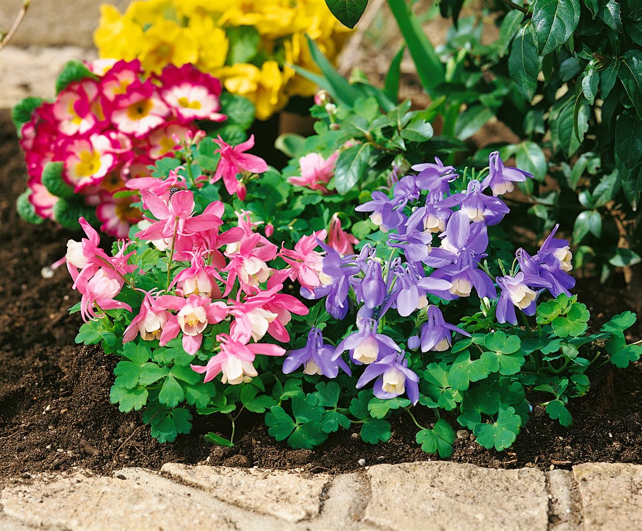 Aquilegia flabellata var.pumila 'Ministar', Akelei, blau-wei&szlig;, ca. 9x9 cm Topf 