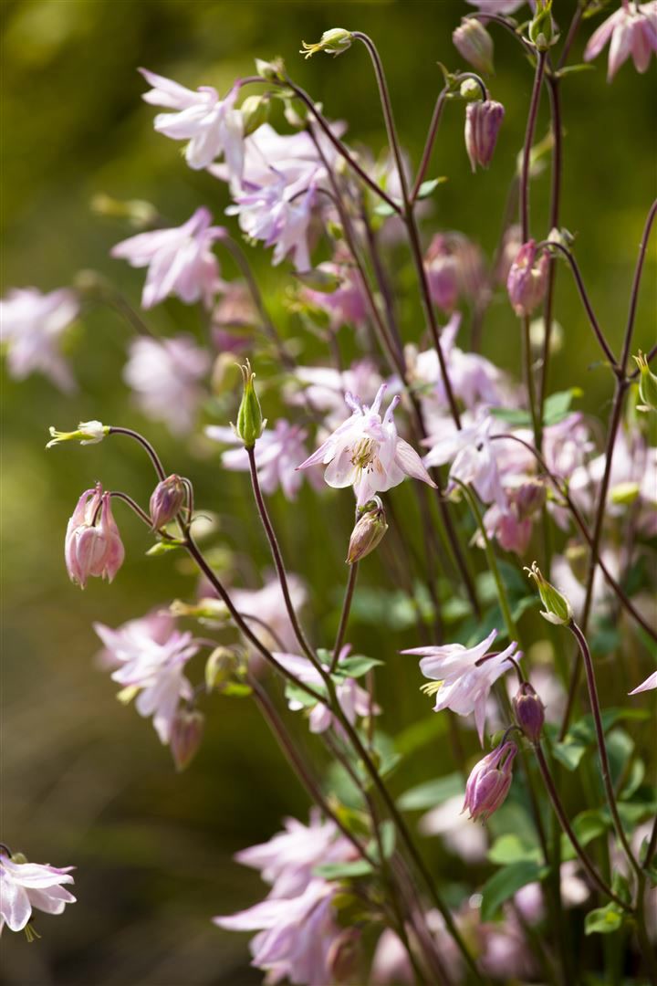 Aquilegia vulgaris, Akelei, blau-violett, ca. 9x9 cm Topf 
