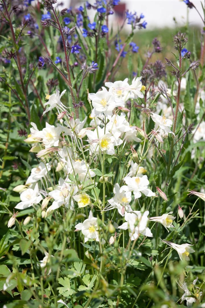 Aquilegia vulgaris 'Alba', Akelei, wei&szlig;, ca. 9x9 cm Topf 