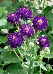 Aquilegia vulgaris 'Blue Barlow', Akelei, blau, ca. 9x9 cm Topf 