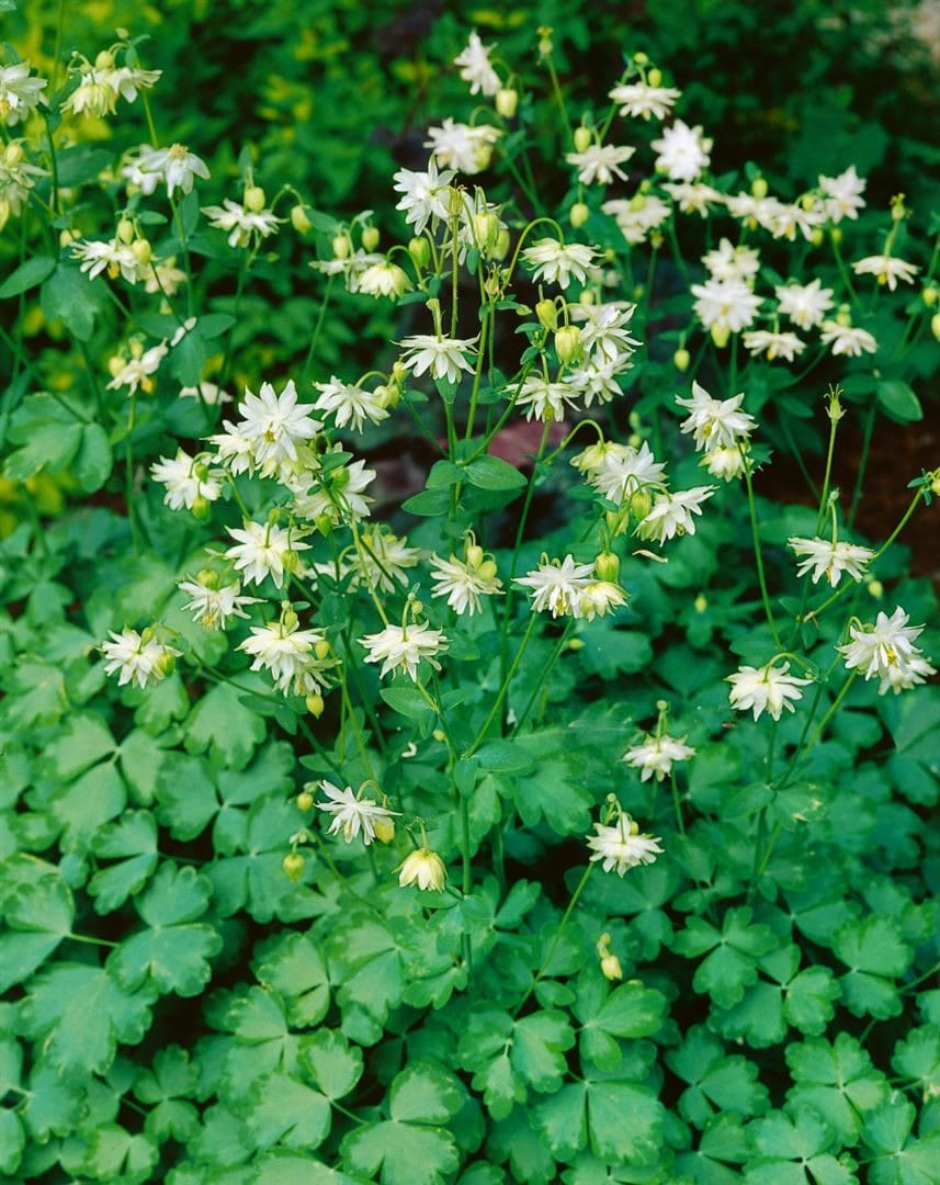 Aquilegia vulgaris 'Green Apples', Akelei, gr&uuml;nlich-wei&szlig;, ca. 9x9 cm Topf 