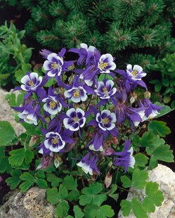 Aquilegia caerulea 'Blue Star', Akelei, blau-weiß, ca. 9x9 cm Topf 