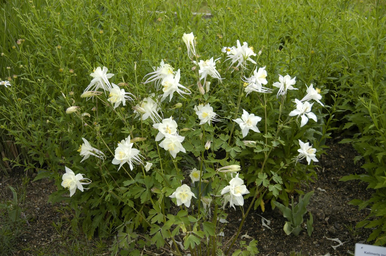 Aquilegia caerulea 'Kristall', Akelei, wei&szlig;-blau, ca. 9x9 cm Topf 