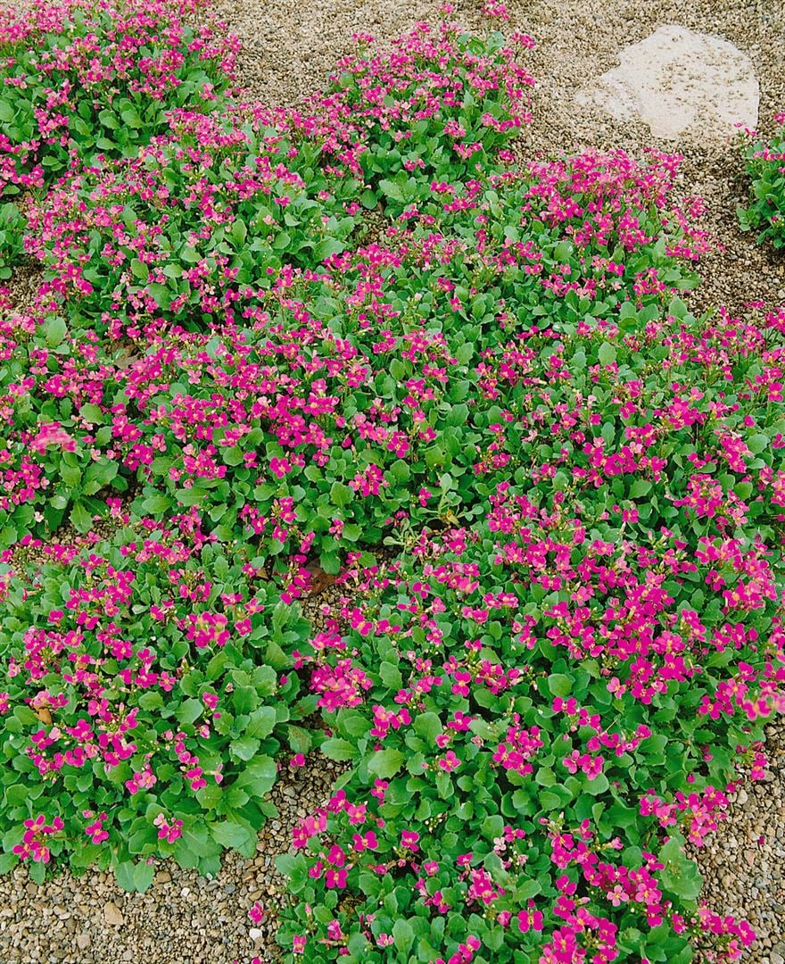 Arabis caucasica 'Pinkie', G&auml;nsekresse, rosa, ca. 9x9 cm Topf 