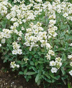 Arabis caucasica 'Plena', Gänsekresse, weiß, ca. 9x9 cm Topf 