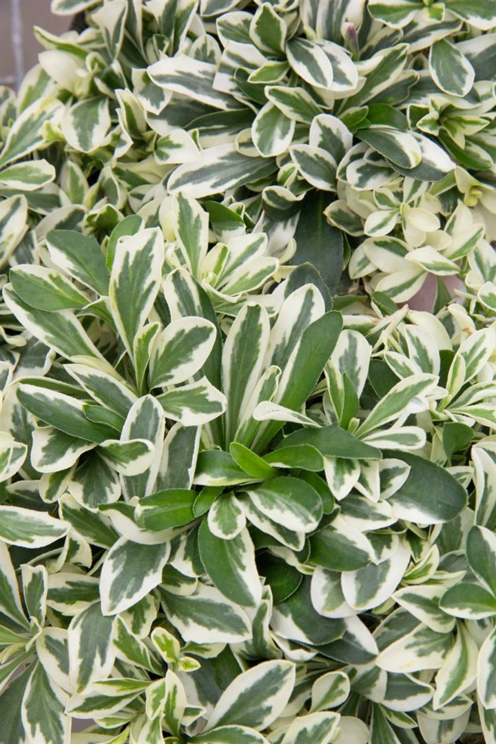 Arabis ferdinandi-coburgii 'Variegata', G&auml;nsekresse, buntlaubig, ca. 9x9 cm Topf 