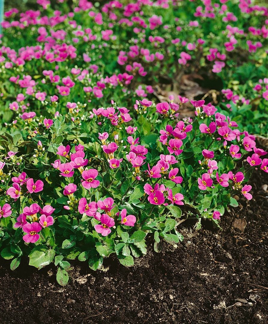 Arabis x arendsii 'Hedi', G&auml;nsekresse, rosa Bl&uuml;ten, ca. 9x9 cm Topf 