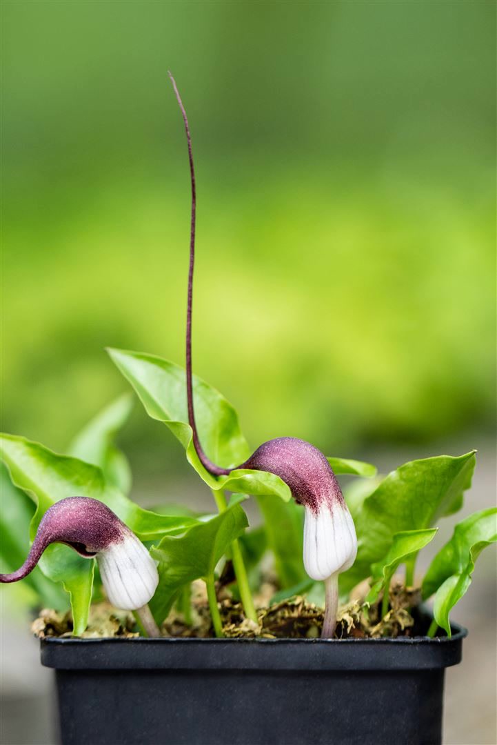 Arisarum proboscideum, Mauswurz, ca. 9x9 cm Topf, exotisch 