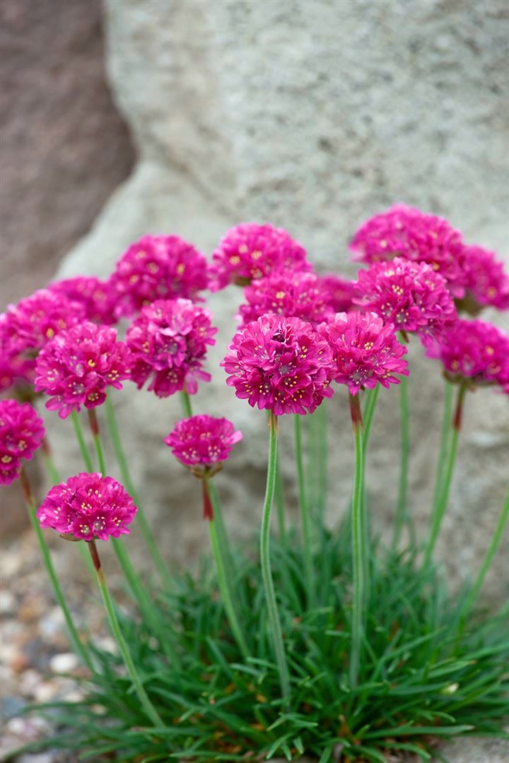 Armeria maritima 'D&uuml;sseldorfer Stolz', Grasnelke, rosa, ca. 9x9 cm Topf 