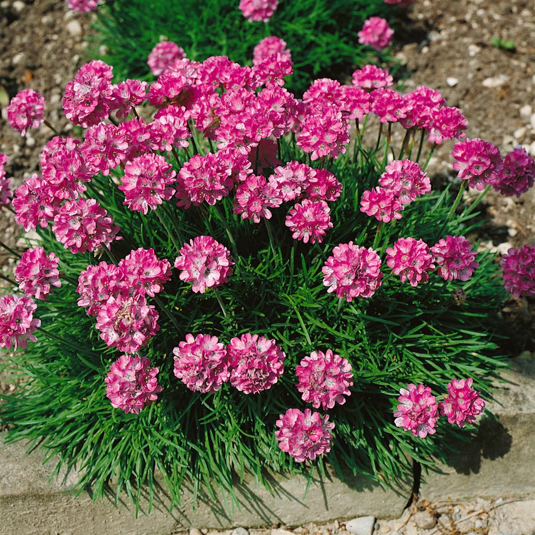 Armeria maritima 'Rosea Compacta', Grasnelke, rosa, ca. 9x9 cm Topf 