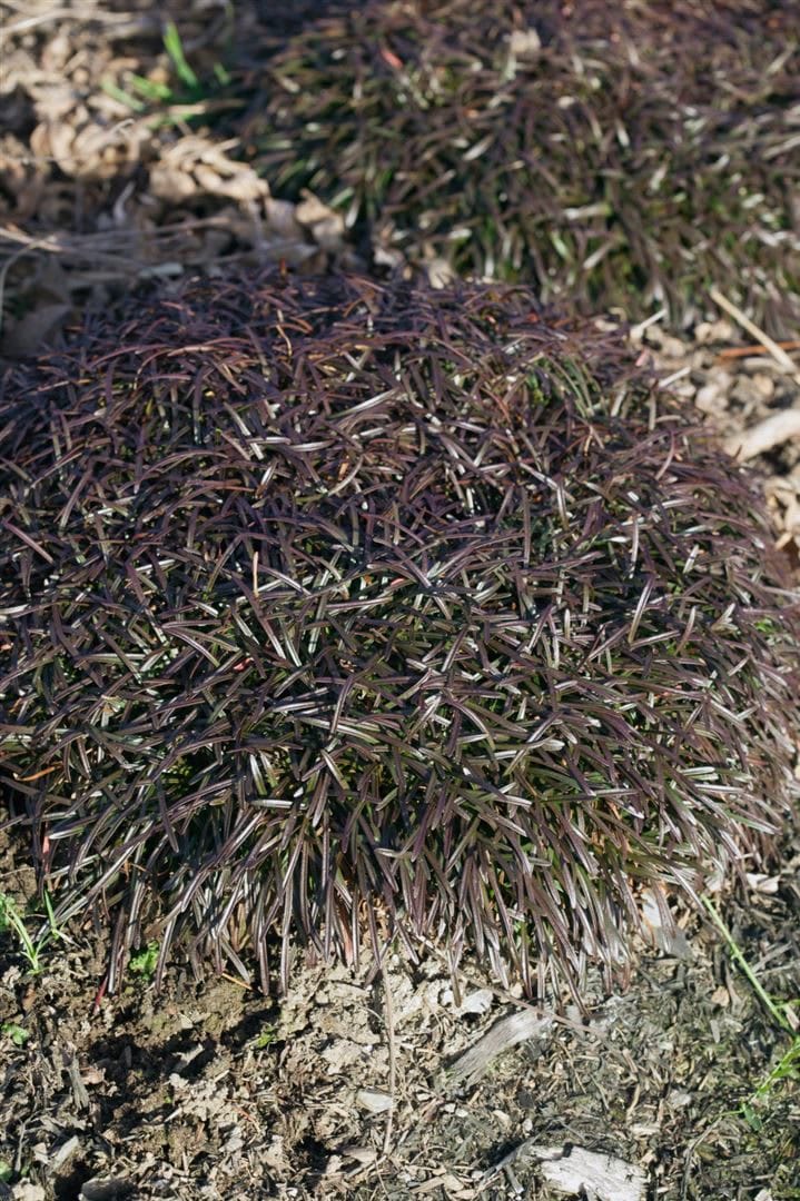 Armeria maritima 'Vesuv', Grasnelke, leuchtend rosa, ca. 9x9 cm Topf 