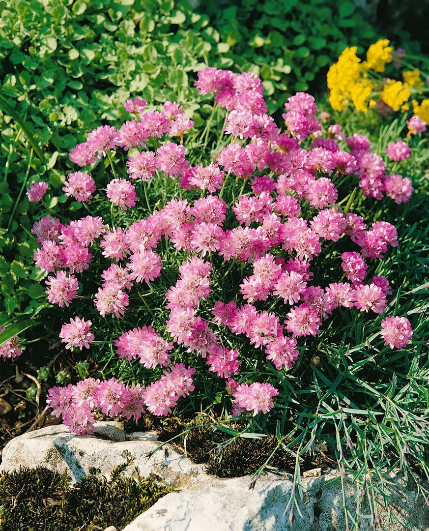 Armeria juniperifolia 'R&ouml;schen', Grasnelke, rosa, ca. 9x9 cm Topf 