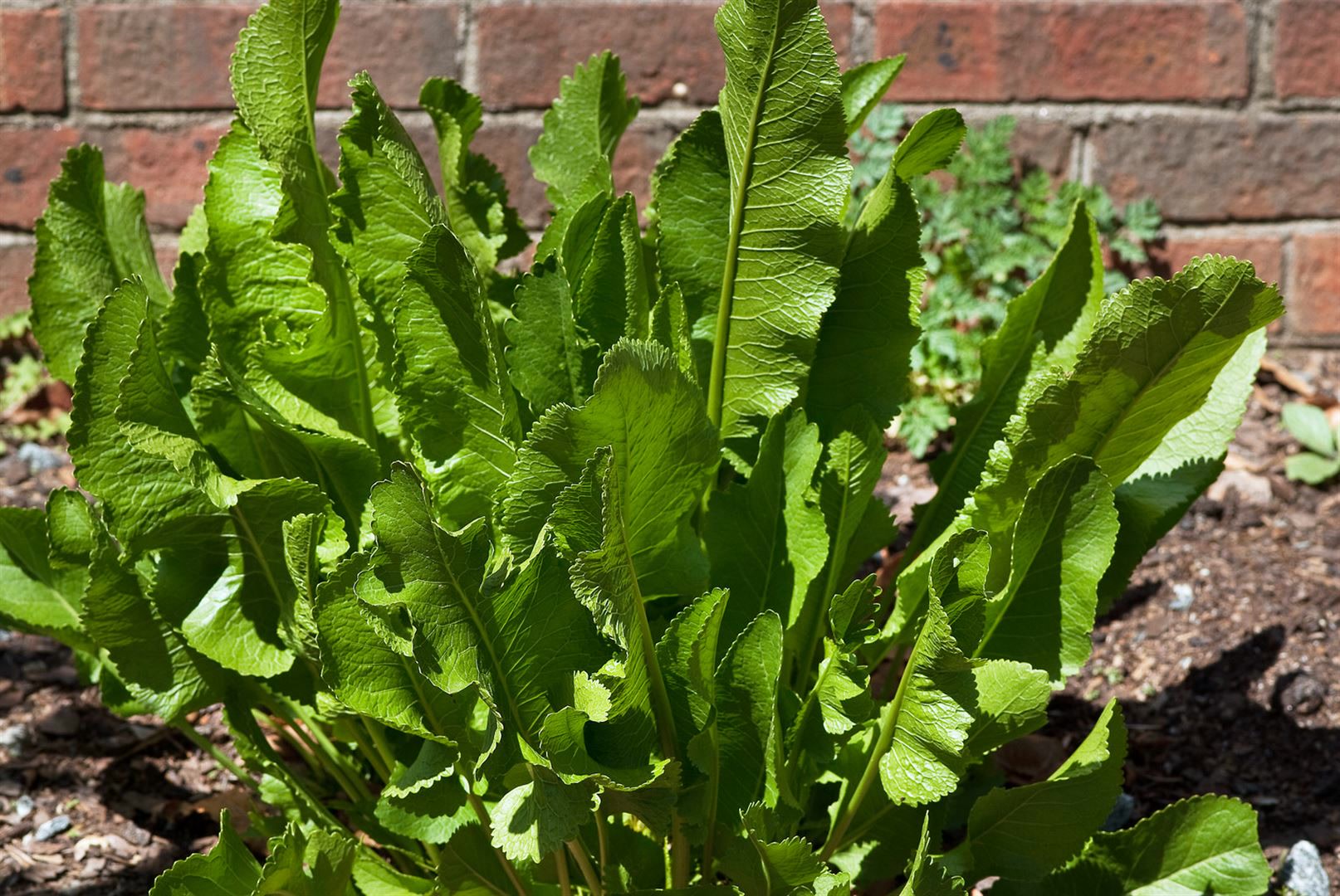 Armoracia rusticana, Meerrettich, ca. 11x11 cm Topf 