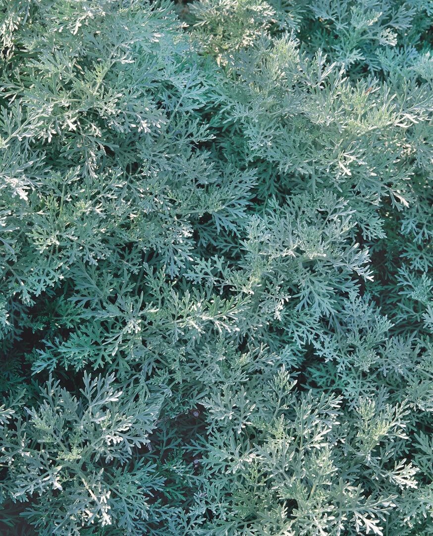 Artemisia arborescens 'Powis Castle', silbrig-grau, ca. 11x11 cm Topf 