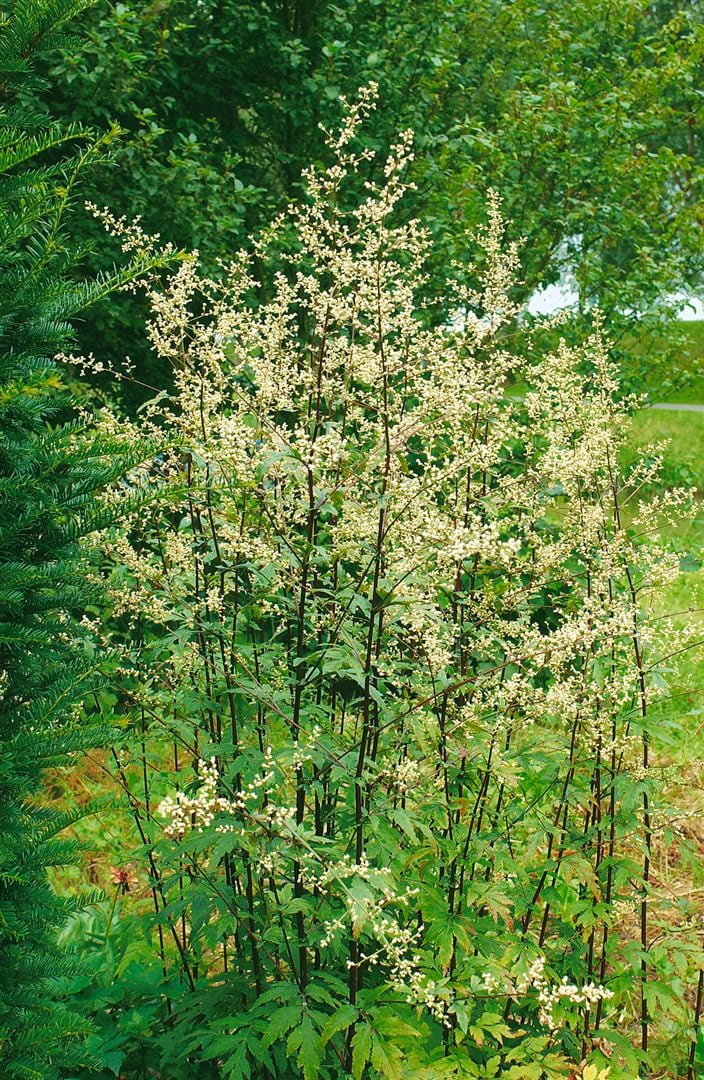 Artemisia lactiflora 'Elfenbein', Elfenbeinstrauch, ca. 11x11 cm Topf 