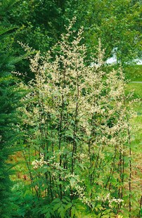 Artemisia lactiflora 'Elfenbein', Elfenbeinstrauch, ca. 11x11 cm Topf 