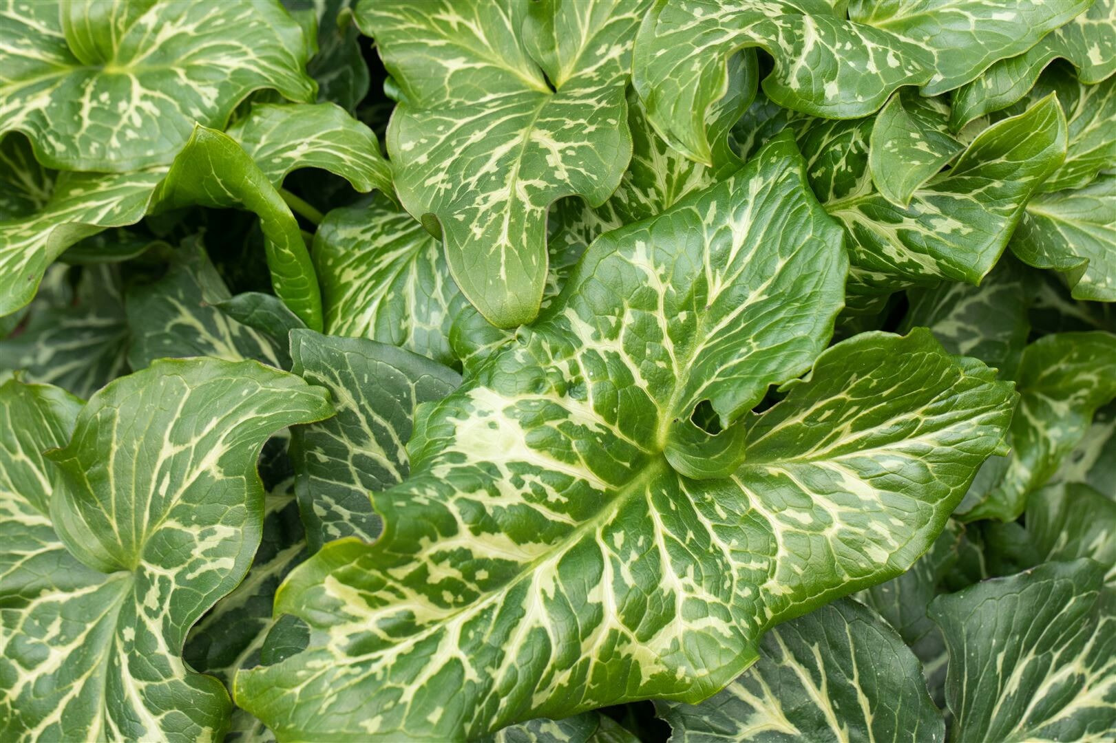 Arum italicum 'Pictum', Italienischer Aronstab, ca. 9x9 cm Topf