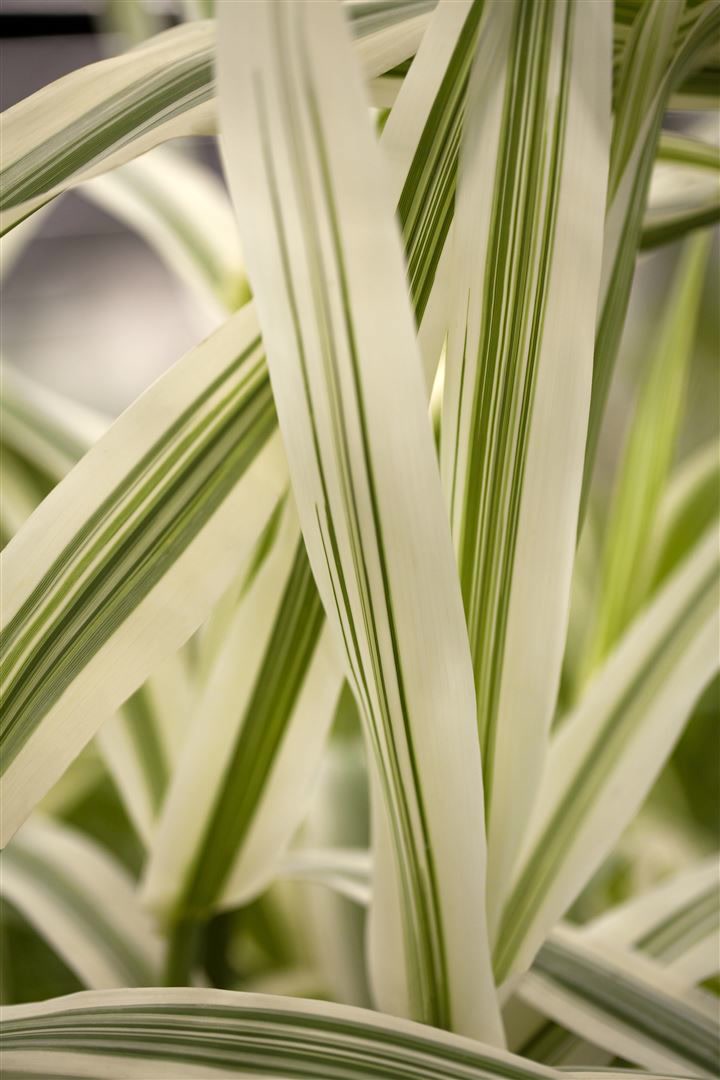 Arundo donax 'Variegata', Riesenschilf, gestreift, ca. 11x11 cm Topf 