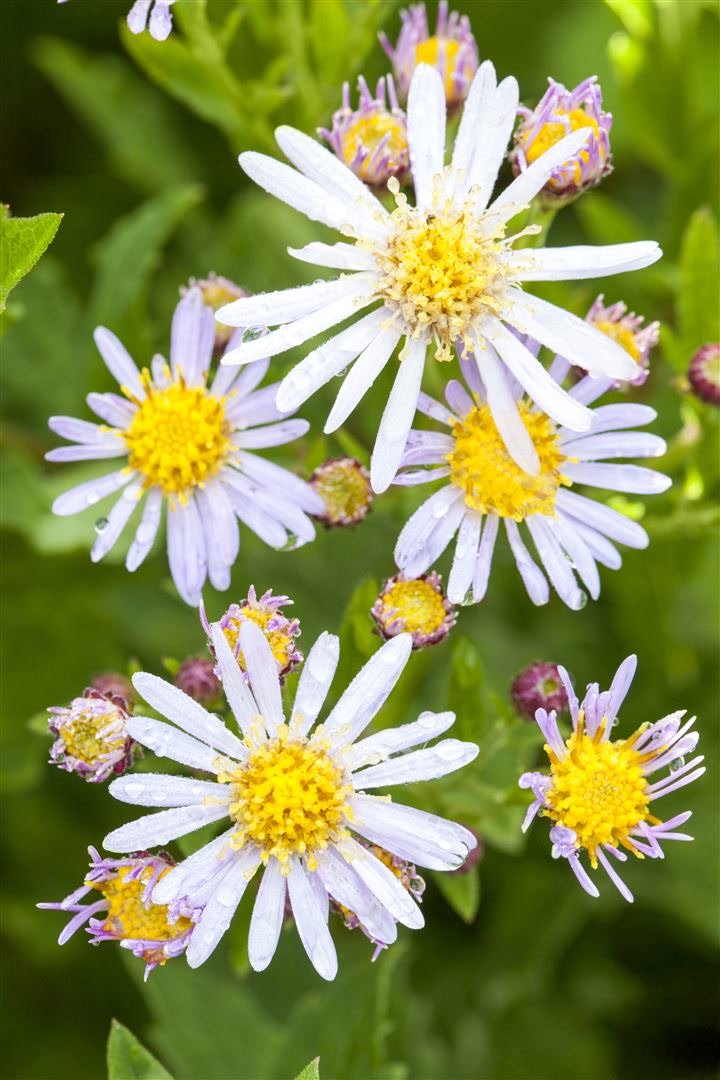 Aster ageratoides 'Asran', Herbstaster, violett, ca. 9x9 cm Topf 