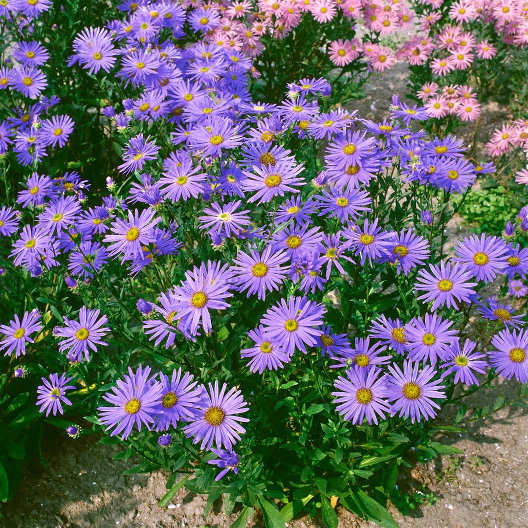 Aster amellus 'Gl&uuml;cksfund', Berg-Aster, violett, ca. 9x9 cm Topf 