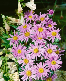 Aster amellus 'Rosa Erfüllung', Berg-Aster, rosa, ca. 9x9 cm Topf 
