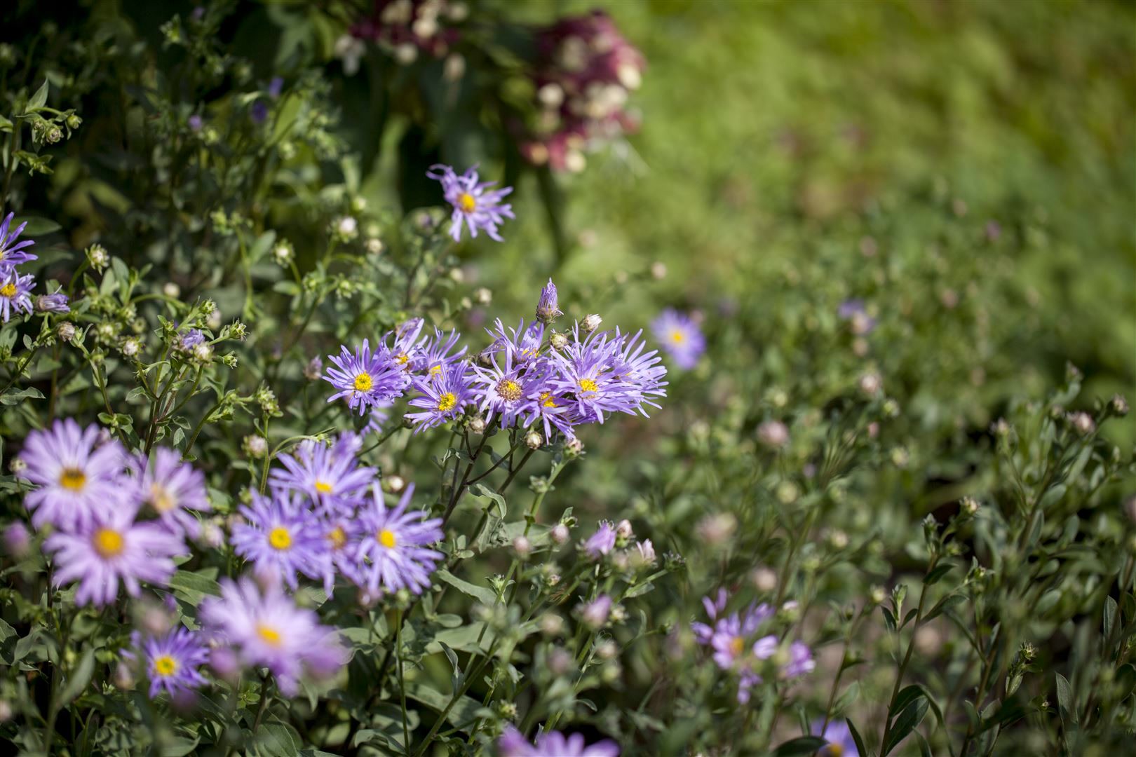 Aster amellus 'Rudolf Goethe', Berg-Aster, lavendelblau, ca. 9x9 cm Topf 
