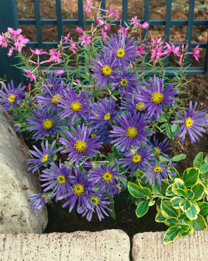 Aster amellus 'Sonora', Berg-Aster, violett, ca. 9x9 cm Topf 