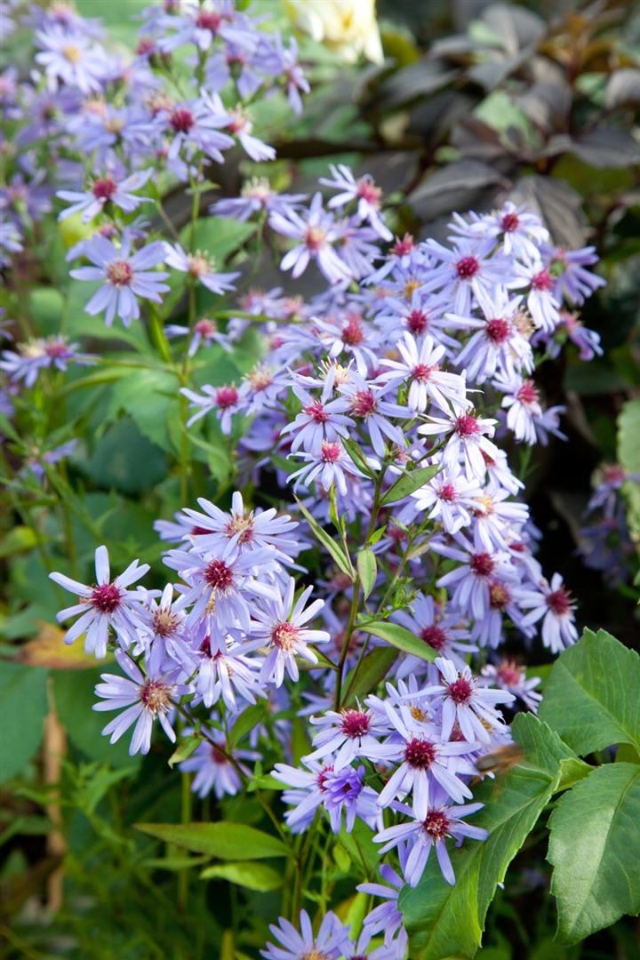 Aster cordifolius 'Blue Heaven', Herz-Aster, blau, ca. 11x11 cm Topf 