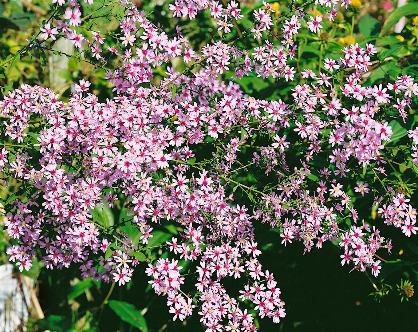 Aster cordifolius 'Ideal', Herzblatt-Aster, lavendelblau, ca. 11x11 cm Topf 
