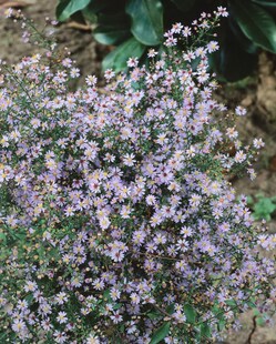 Aster cordifolius 'Little Carlow', Herz-Aster, lavendelblau, ca. 9x9 cm Topf 