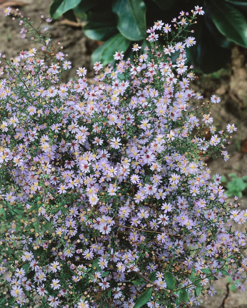 Aster cordifolius 'Little Carlow', Herz-Aster, lavendelblau, ca. 11x11 cm Topf 