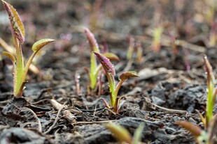 Aster cordifolius 'Silver Spray', Herzblatt-Aster, weiß, ca. 11x11 cm Topf 