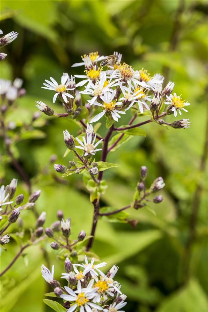 Aster divaricatus, Wei&szlig;er Wald-Aster, ca. 9x9 cm Topf, zierlich 