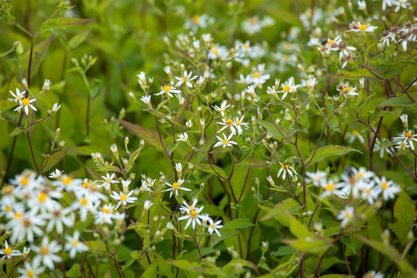 Aster divaricatus 'Tradescant', wei&szlig;, ca. 9x9 cm Topf 