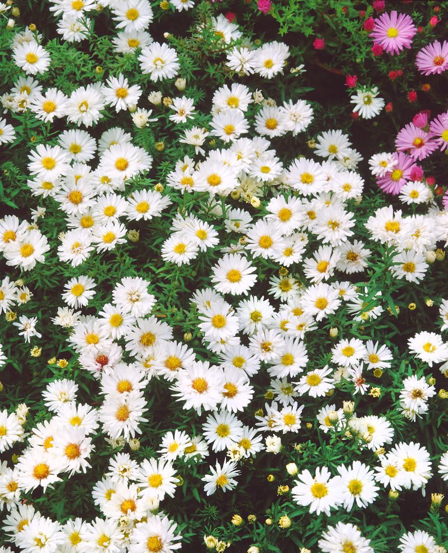 Aster dumosus 'Apollo', Kissen-Aster, wei&szlig;, ca. 9x9 cm Topf 