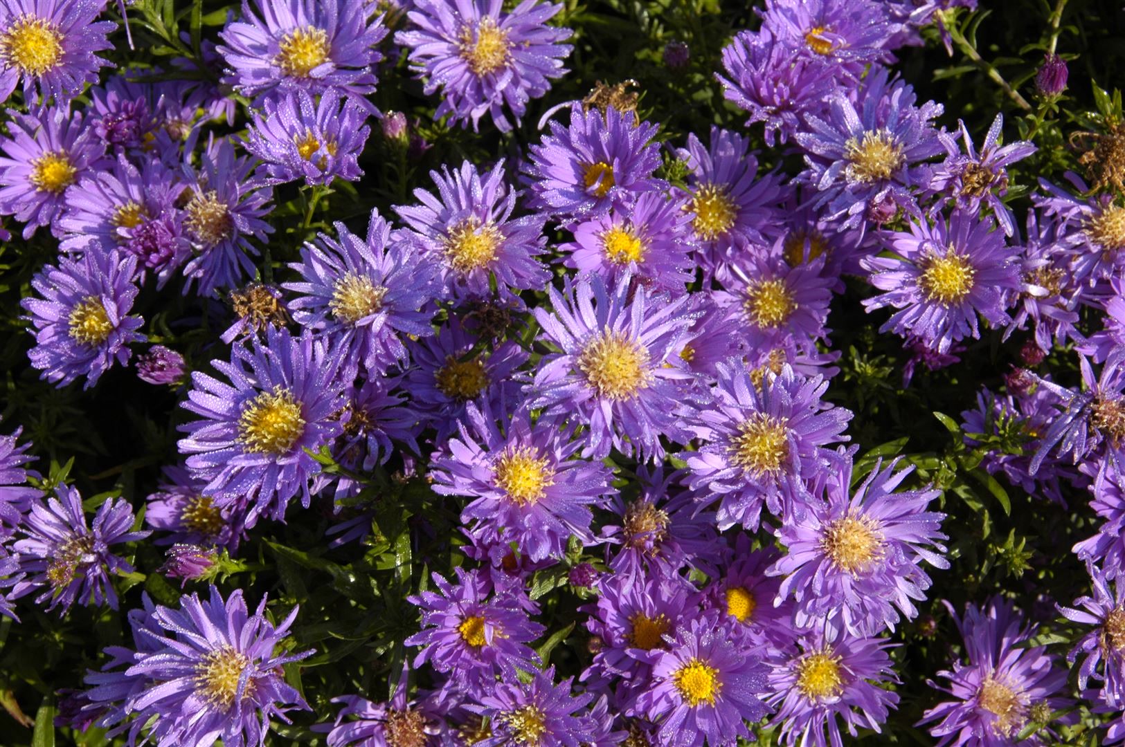 Aster dumosus 'Blaue Lagune', Kissen-Aster, blau, ca. 9x9 cm Topf 