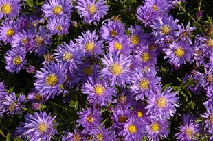 Aster dumosus 'Blaue Lagune', Kissen-Aster, blau, ca. 9x9 cm Topf 