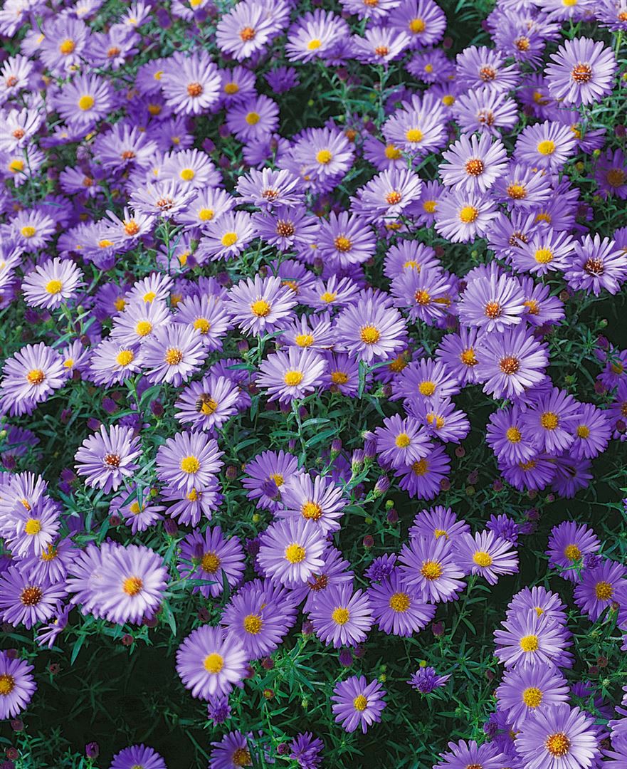 Aster dumosus 'Blauer Gletscher', Kissen-Aster, blau, ca. 9x9 cm Topf 