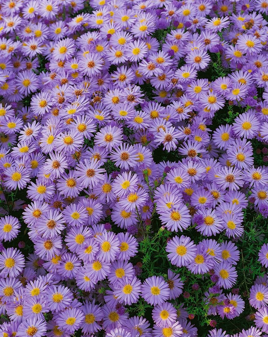 Aster dumosus 'Herbstpurzel', Kissen-Aster, purpur, ca. 9x9 cm Topf 
