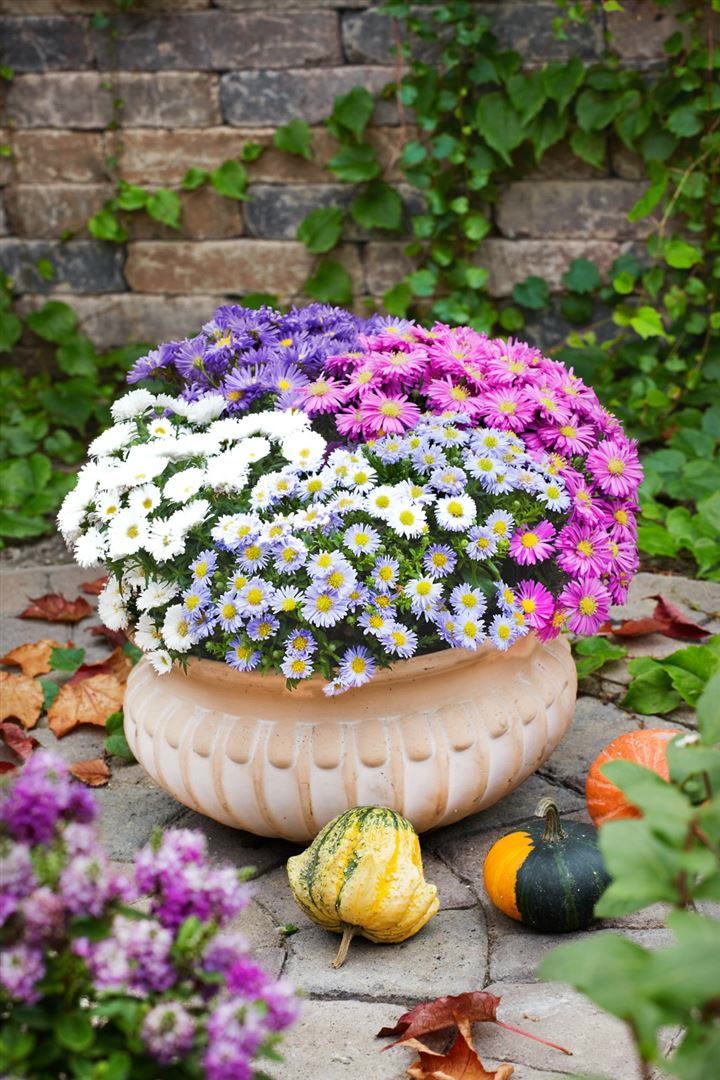 Aster dumosus 'Kristina', Kissen-Aster, wei&szlig;, ca. 9x9 cm Topf 