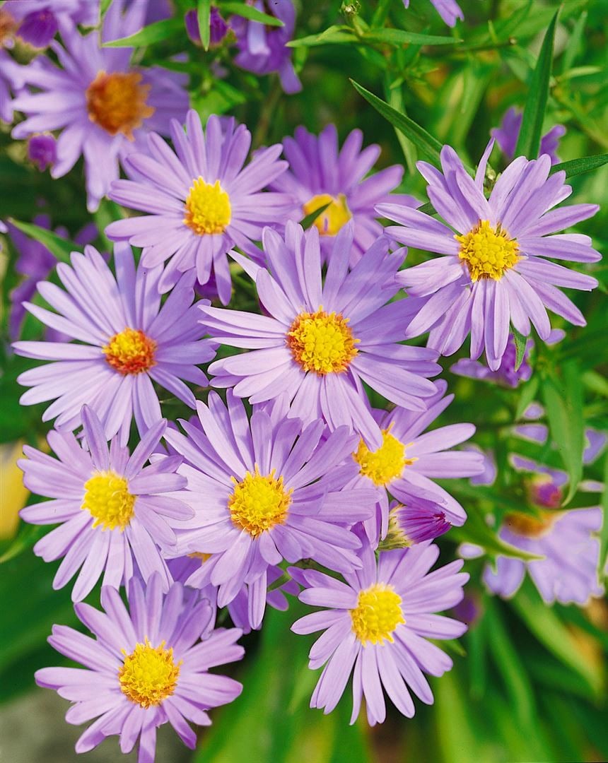 Aster dumosus 'Mittelmeer', Kissen-Aster, violett, ca. 9x9 cm Topf 