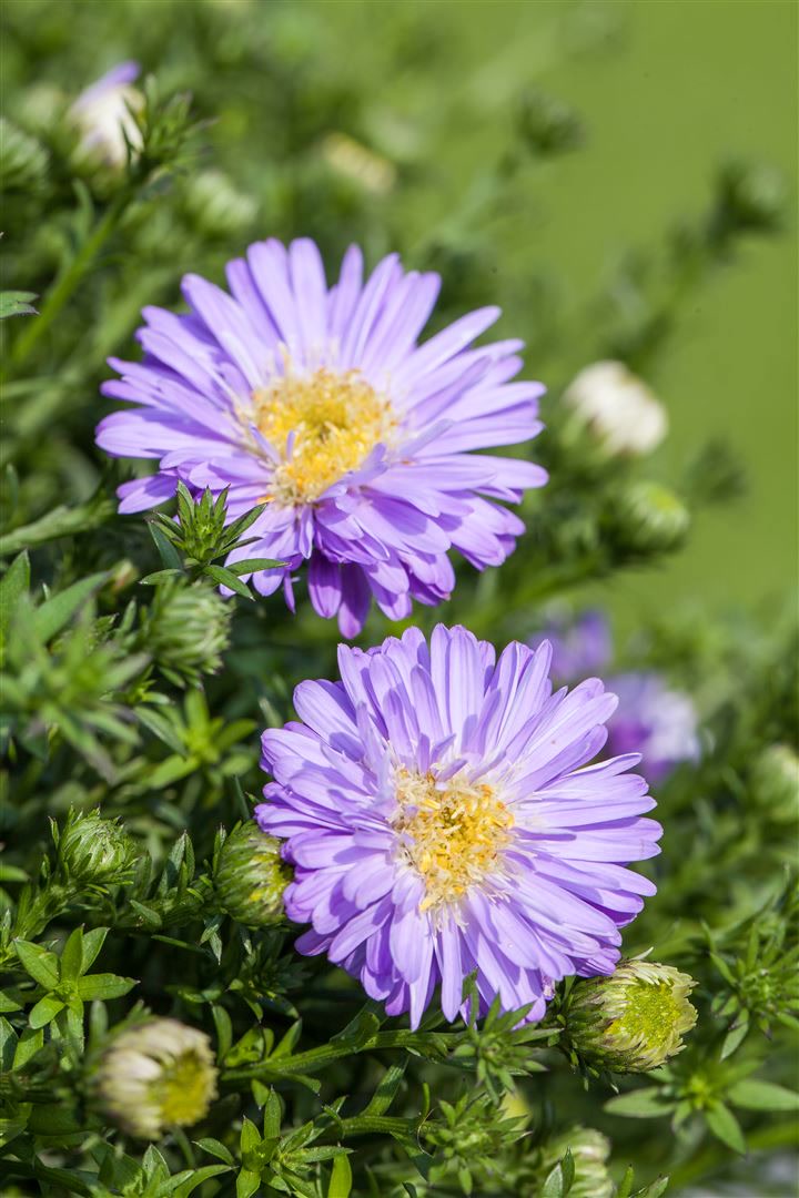 Aster dumosus 'Prof.Anton Kippenberg', Kissen-Aster, violett, ca. 9x9 cm Topf 