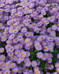 Aster dumosus 'Zwergenhimmel', Kissen-Aster, blau, ca. 9x9 cm Topf 