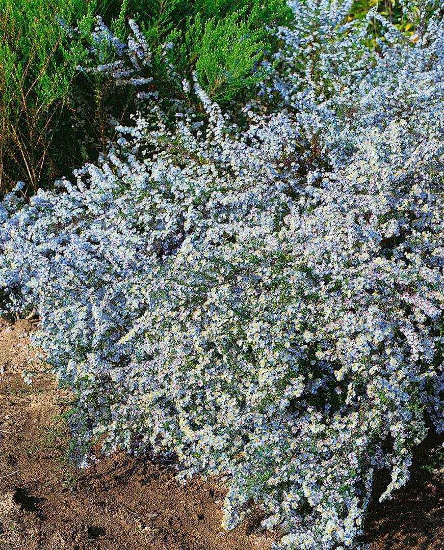 Aster ericoides 'Blue Wonder', Heide-Aster, blau, ca. 11x11 cm Topf 