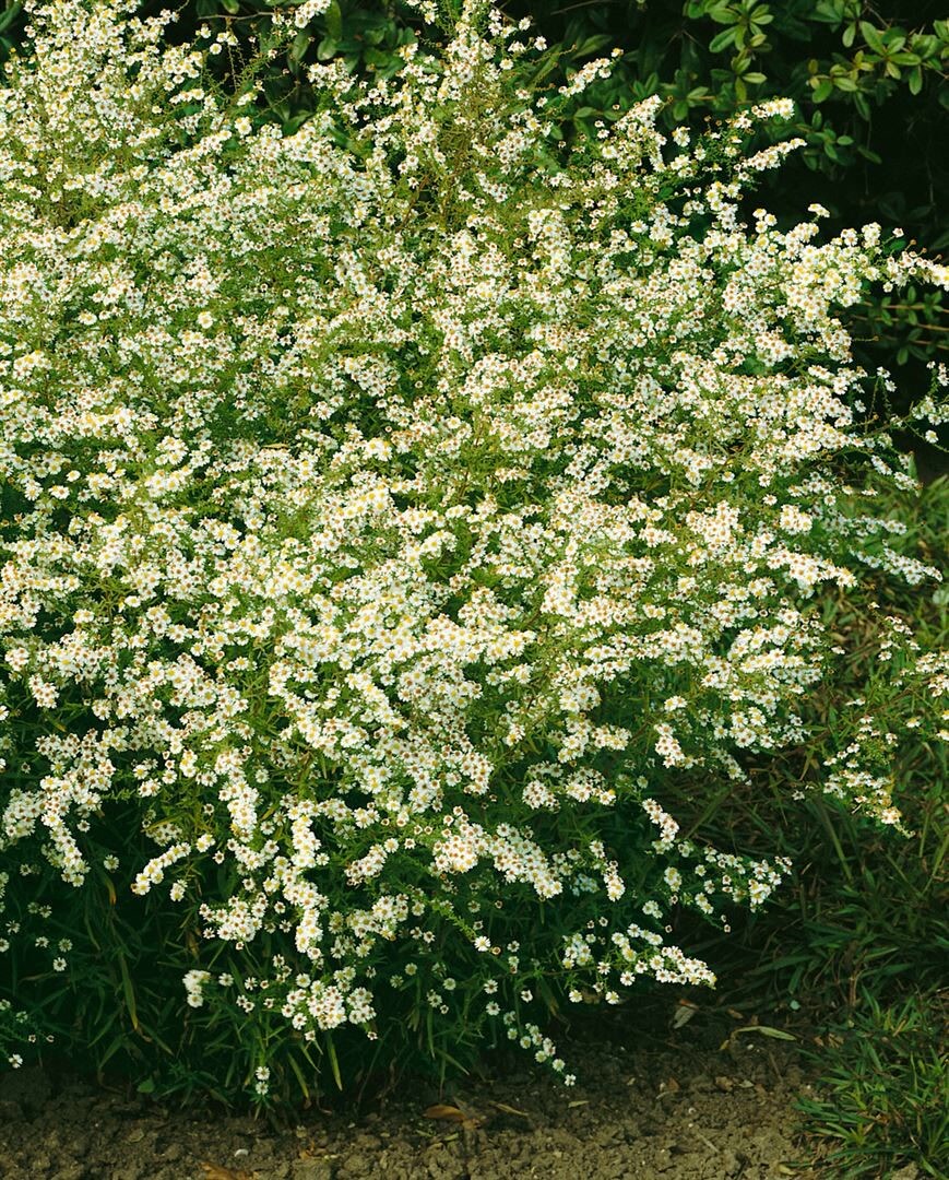 Aster ericoides 'Golden Spray', Heideaster, gelb, ca. 9x9 cm Topf 