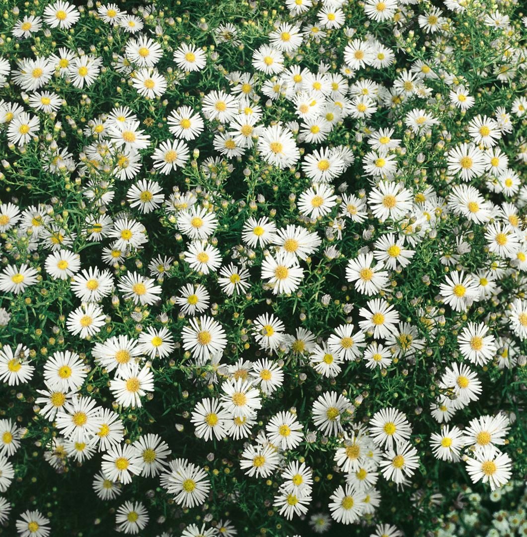 Aster ericoides 'Herbstmyrthe', Heide-Aster, wei&szlig;, ca. 9x9 cm Topf 