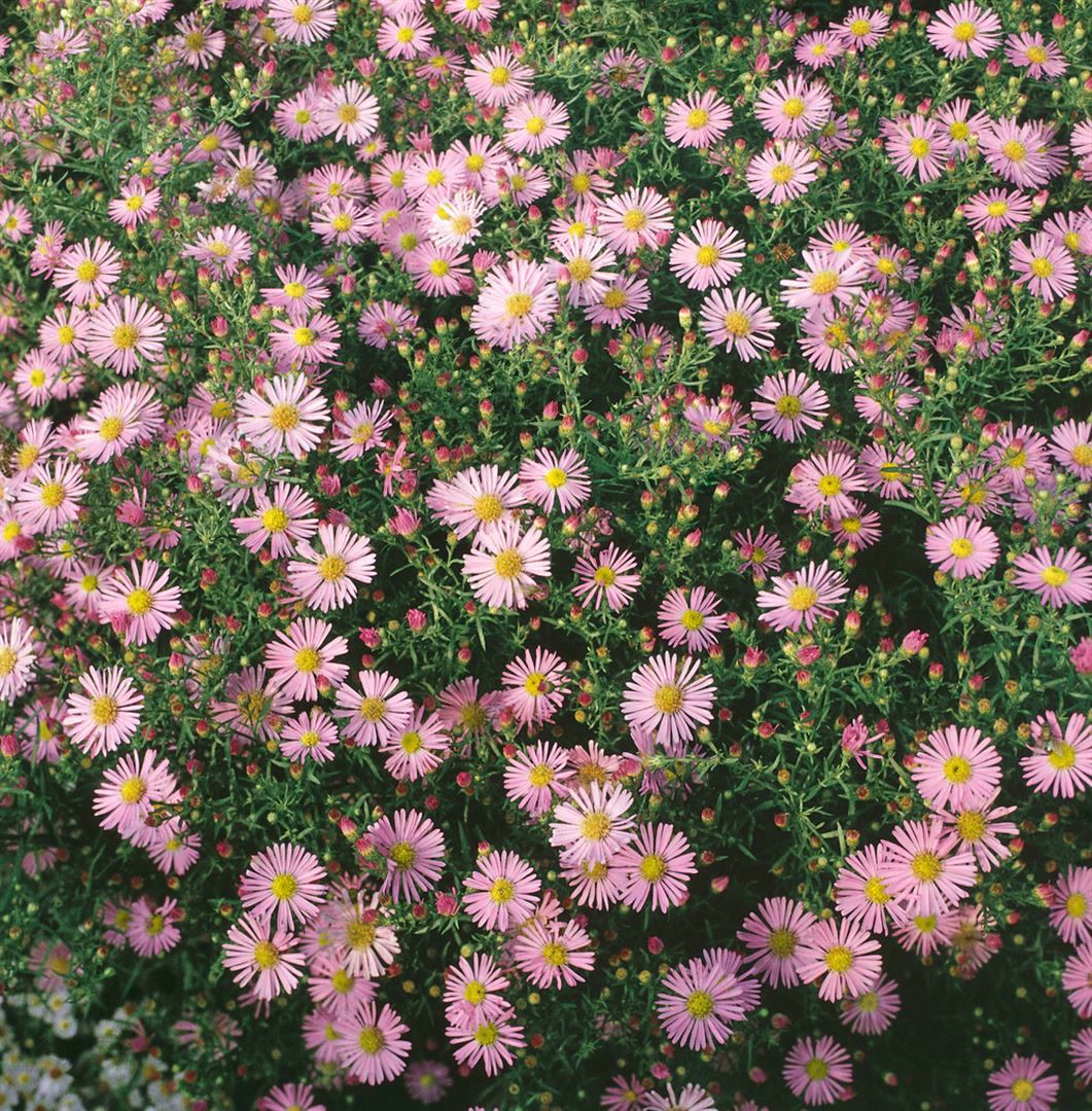 Aster ericoides 'Pink Cloud', Heideastern, rosa, ca. 9x9 cm Topf 