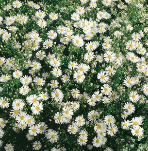Aster ericoides 'Schneegitter', weiß, ca. 9x9 cm Topf 
