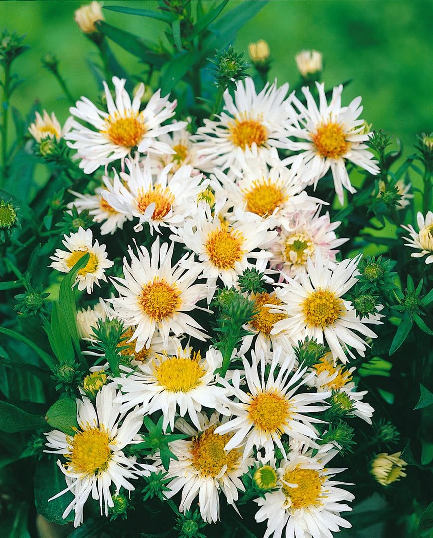 Aster ericoides 'Schneetanne', Heideaster, wei&szlig;, ca. 11x11 cm Topf 