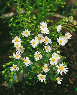 Aster ericoides 'Weißer Zwerg', weiß, ca. 9x9 cm Topf 